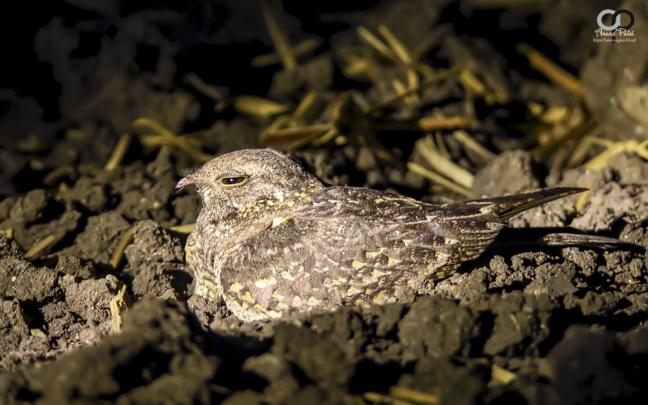 Savanna Nightjar